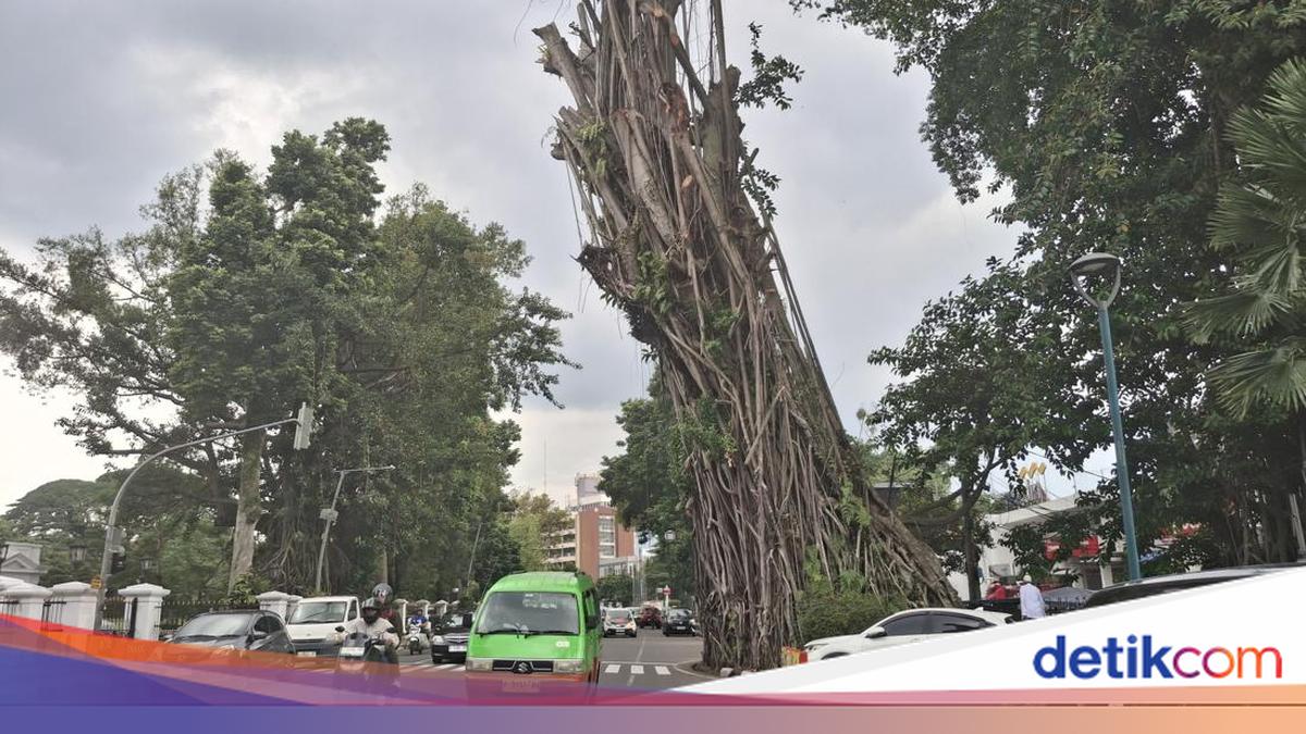 Banyak Pohon Rawan Tumbang di Bogor, Walkot Minta Warga Waspada