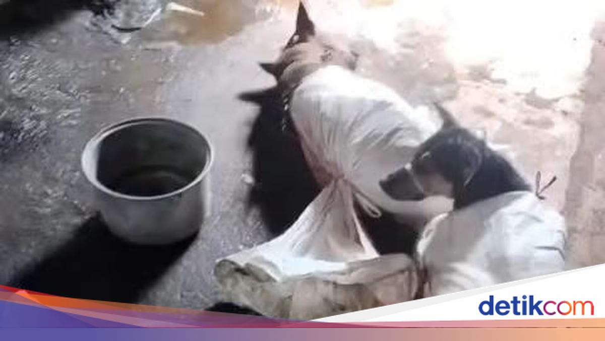 Heboh Warung Olahan Daging Anjing di Bantul, Sultan HB Siapkan SK Pelarangan