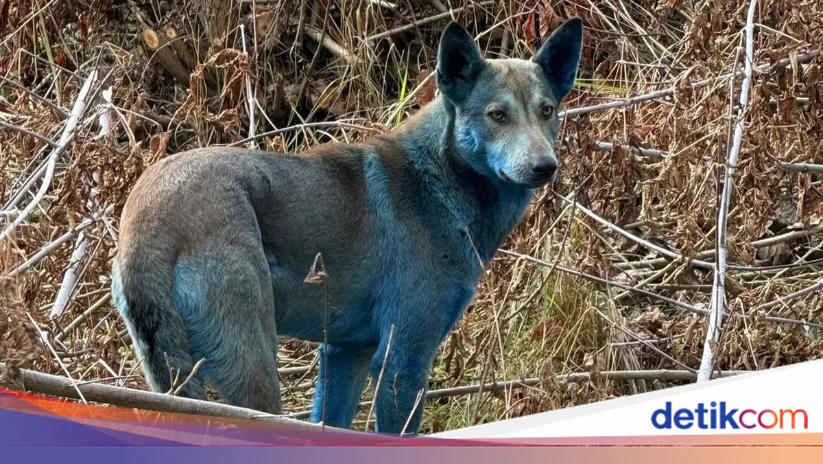 Anjing Biru Berkeliaran di Sekitar Chernobyl, Efek Radiasi Nuklir?