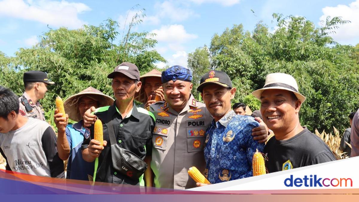 Polres Serang Salurkan 112 Ton Jagung ke Bulog, Tertinggi di Polda Banten