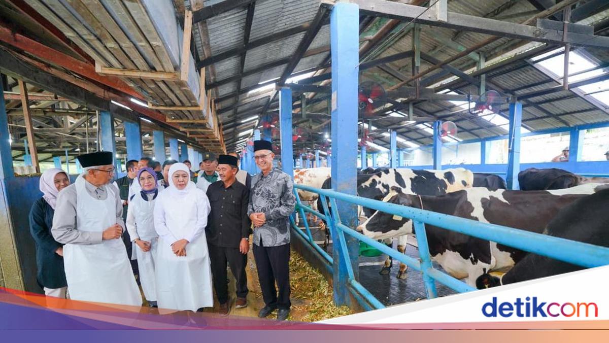 Khofifah Dorong Susu Sapi dari Pasuruan Penuhi Kebutuhan Lokal-Ekspor