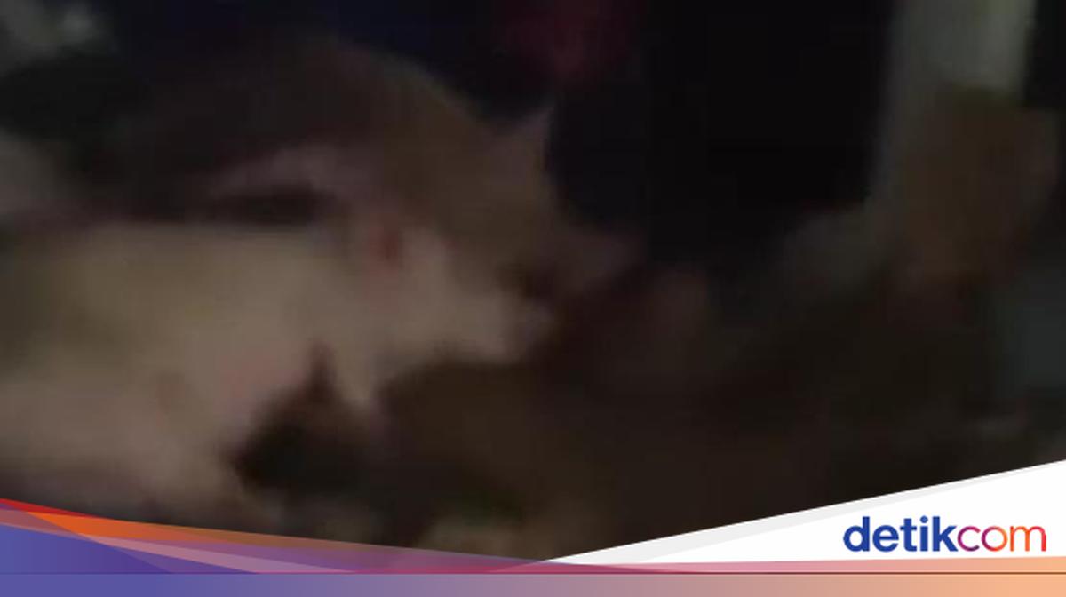 BGN Bakal Polisikan Yayasan Pemilik Mobil Berstiker SPPG Angkut Babi di Sumut