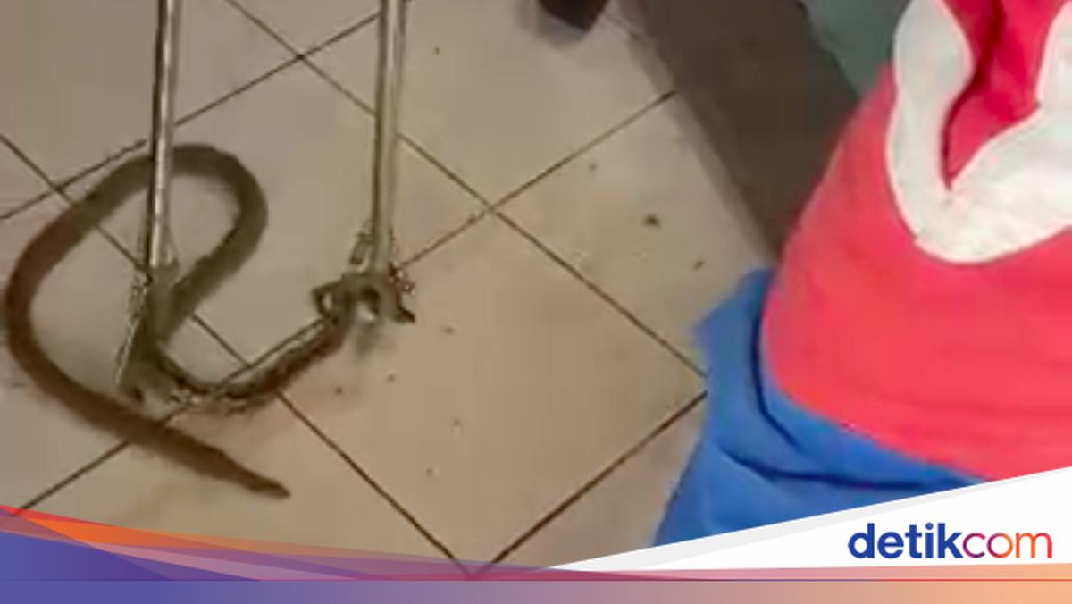 Ular Nyelonong Masuk Ruang Tamu Bikin Warga Jaktim Kaget Saat Nonton TV