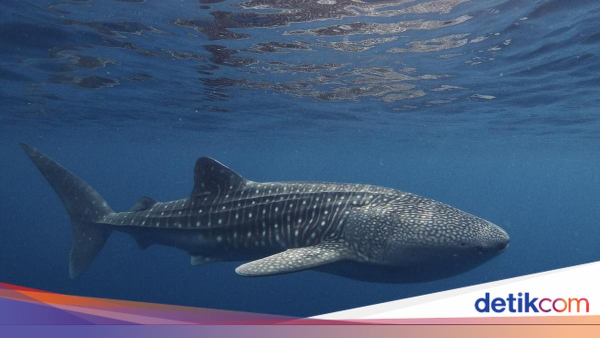 Tutul Tips Mengenal Hiu Tutul, Hewan Raksasa yang Terdampar di Purworejo
