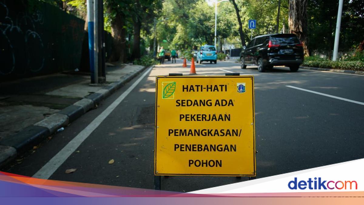 Cara Lapor Pohon Rawan Tumbang di Jakarta, Ini Ciri dan Poskonya