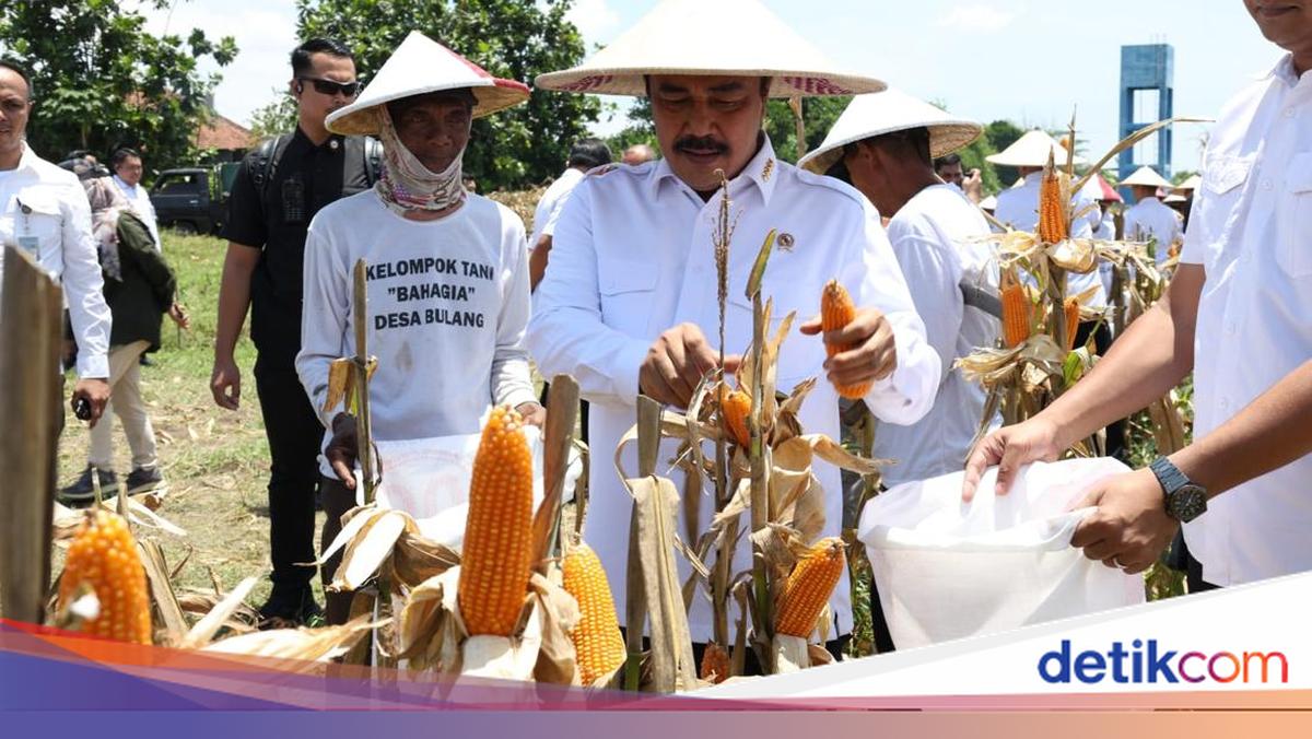Dukung Ketahanan Pangan, Menteri Imipas Panen 45 Ton Jagung di Sidoarjo