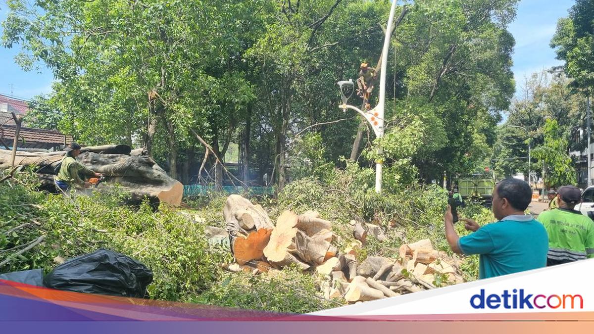 Warga Cerita Detik-detik Ngeri Pohon Tumbang di Dharmawangsa Tewaskan 1 Orang