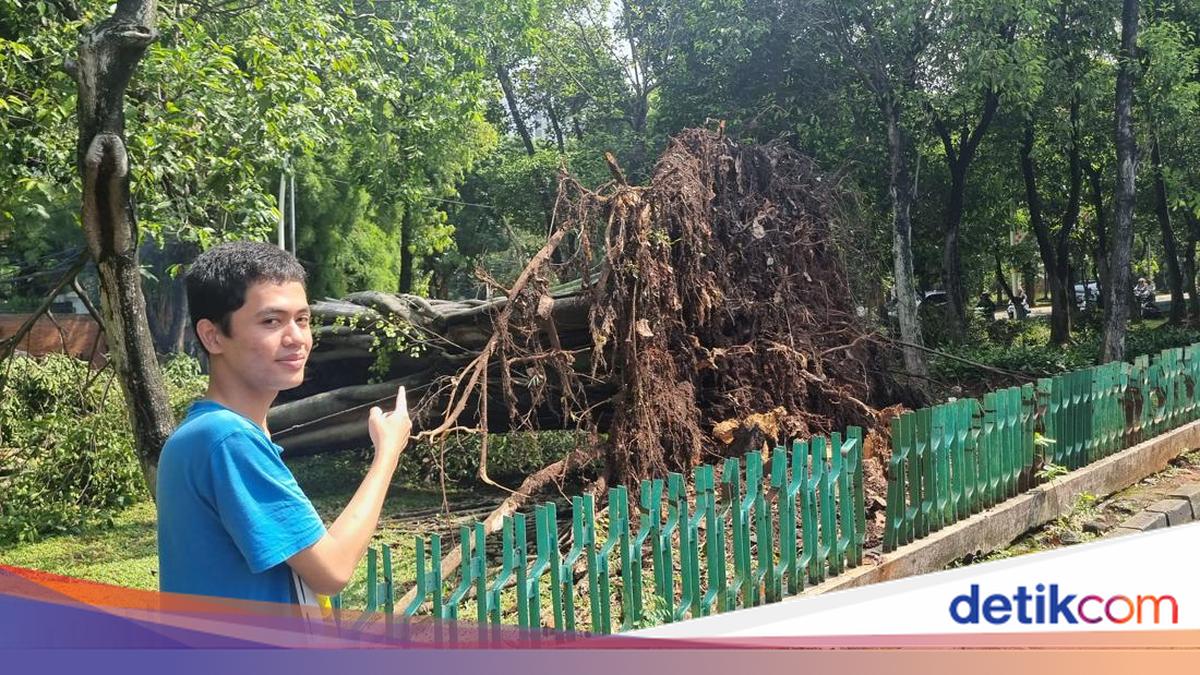 Pram: Pohon Tumbang di Dharmawangsa karena Cuaca Ekstrem, Akar Sampai Tercabut