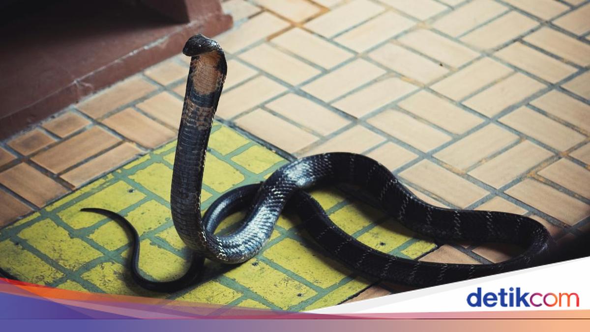 Asyik Main HP, Warga Jembrana Kaget Ada Ular Kobra di Bawah Sofa