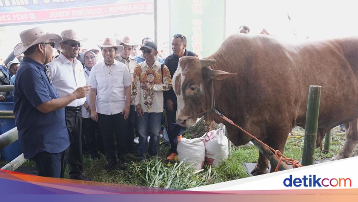 Ketua MPR Dorong Anak Muda Jadi Peternak Sapi: Hasilkan Cuan Besar