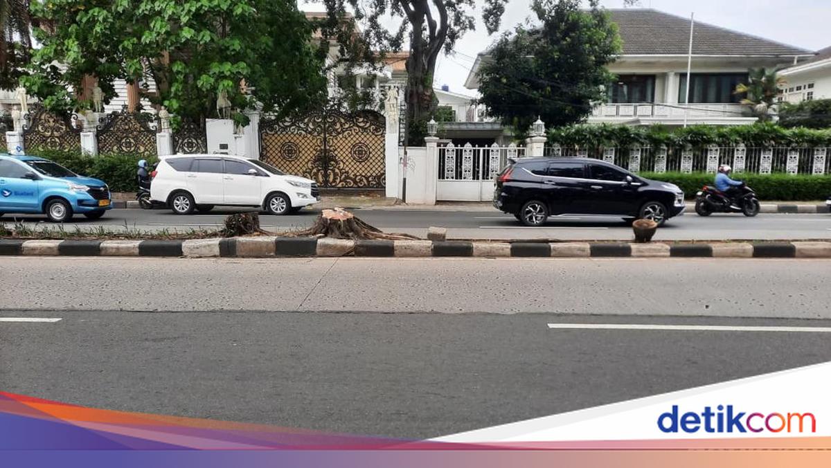 Pohon Palem Tua di Pondok Indah Kini Sudah Ditebang Usai Makan Korban Jiwa