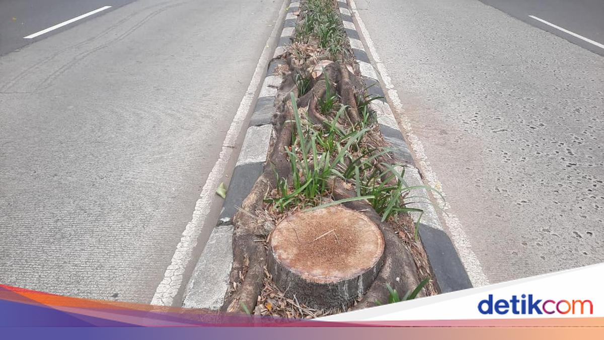 Akhir Riwayat Pohon-pohon Palem Tua di Pondok Indah