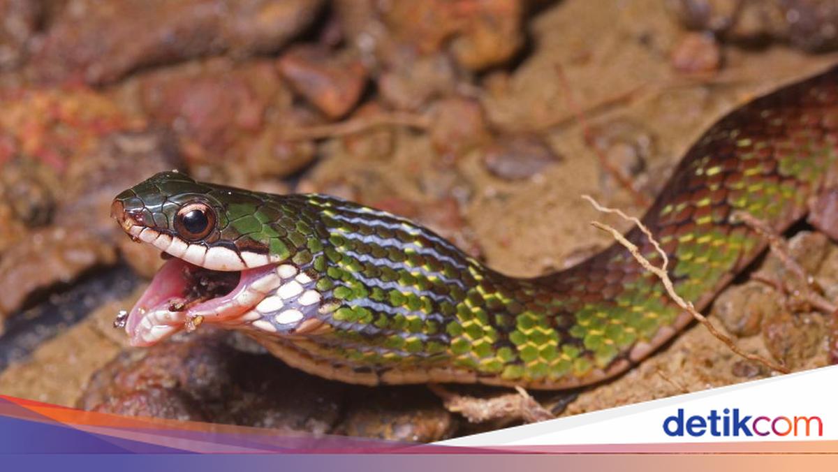 Hewan-hewan Ini Makan Racun tapi Tidak Mati, Kok Bisa?