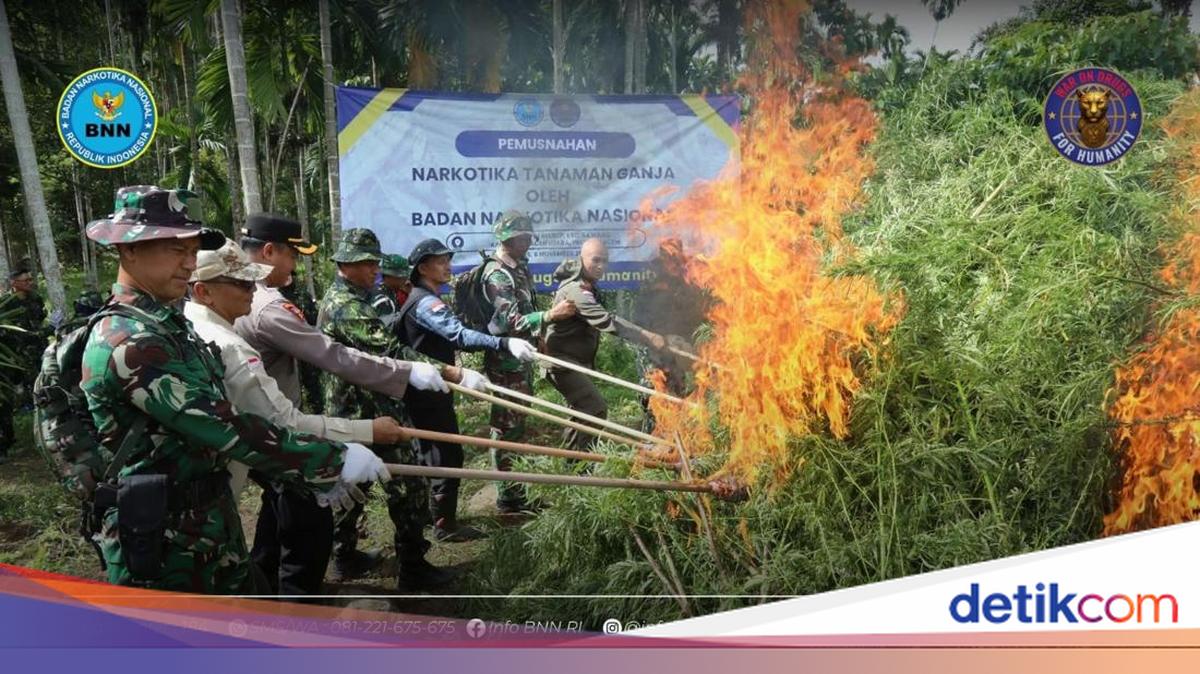 BNN Temukan Ladang Ganja 6,5 Hektare di Aceh Utara, 69 Ton Ganja Dimusnahkan