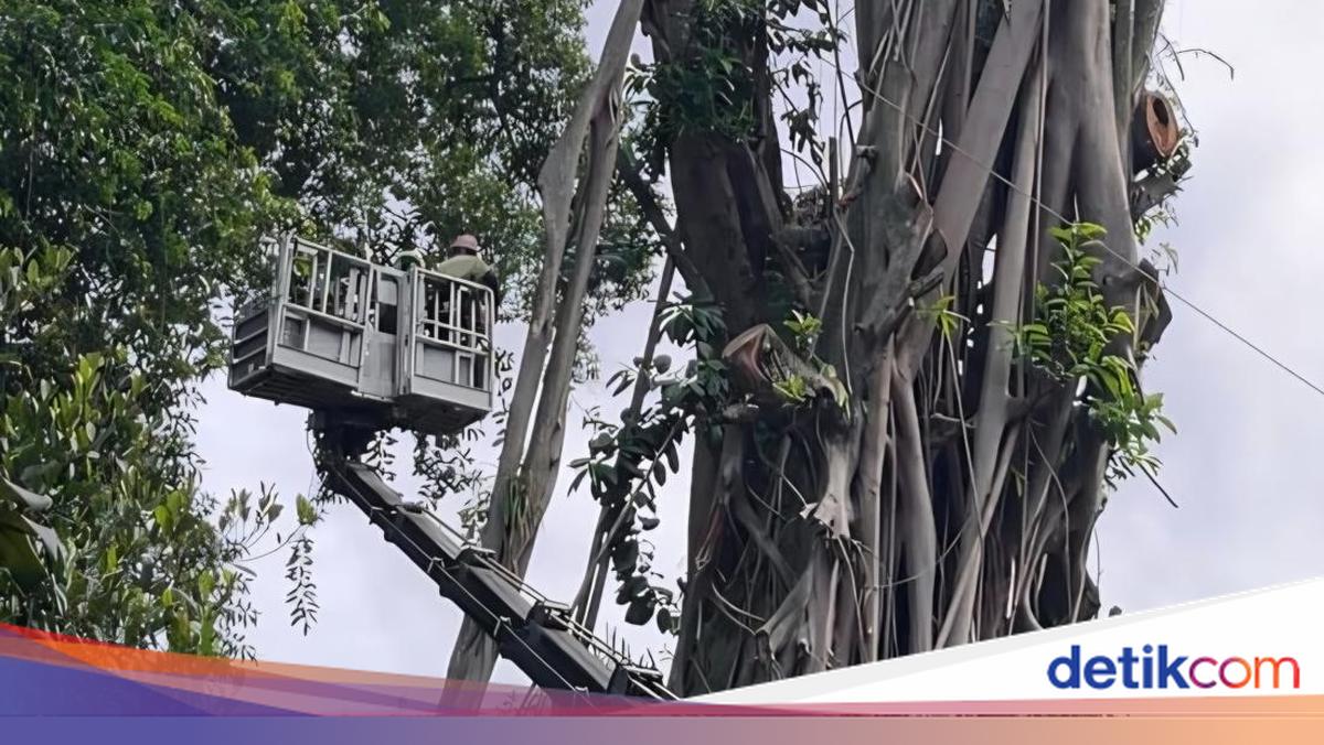 Rawan Tumbang, Pohon Beringin 35 Meter Depan Balai Kota Bogor Ditebang