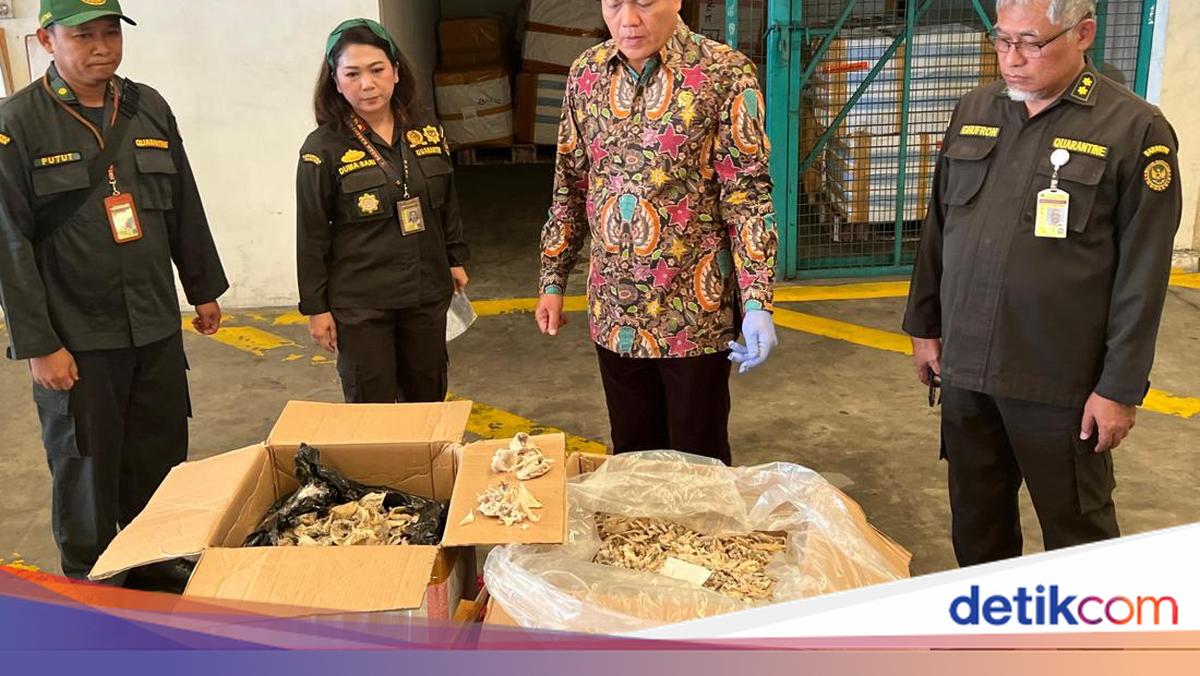 Badan Karantina Bongkar Praktik Curang Ekspor Sarang Burung Walet ke Vietnam