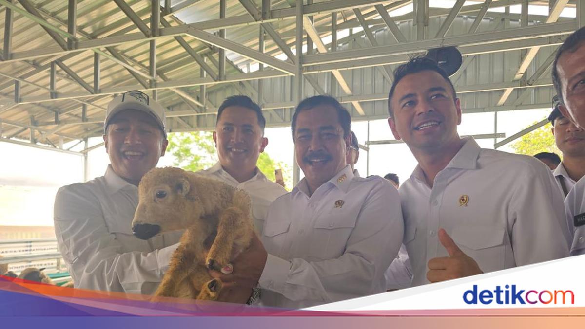 Momen Seru Raffi Ahmad dan Irfan Hakim Main ke Kandang Domba Nusakambangan