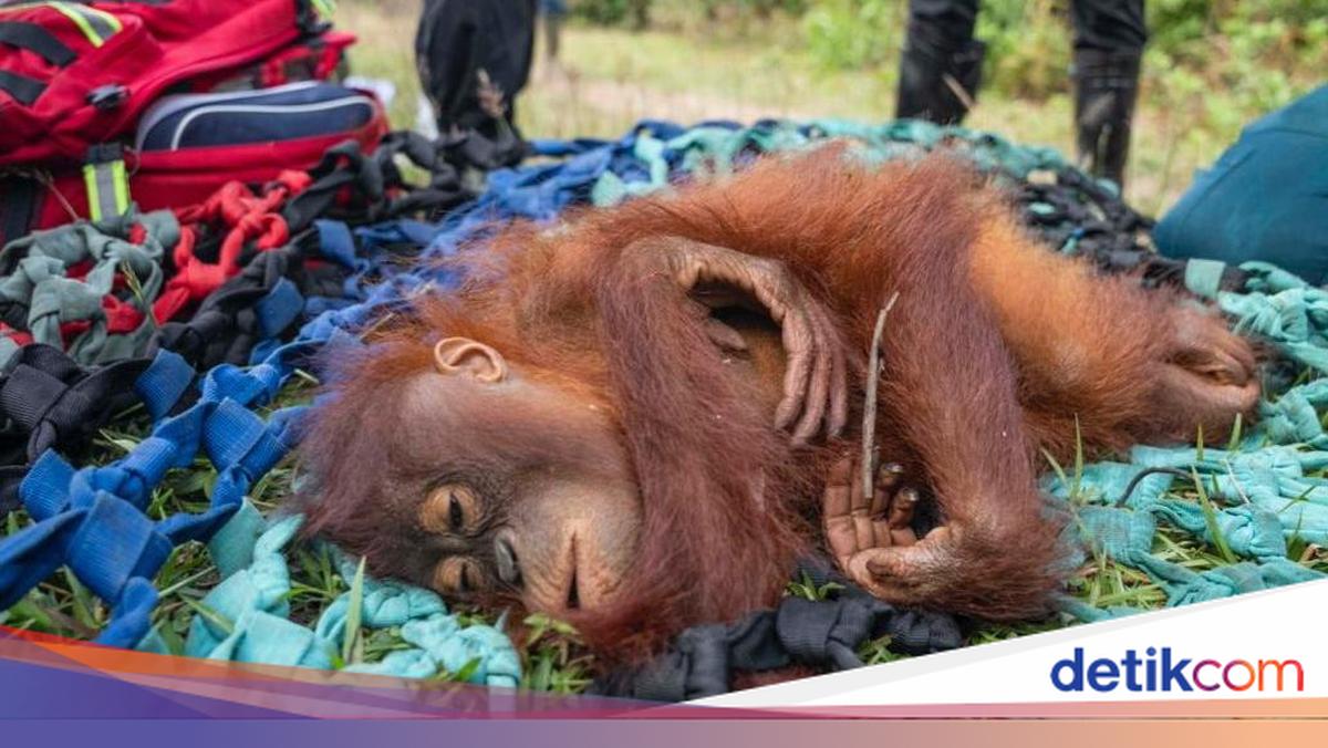 Induk dan anak orang utan memasuki area perkebunan warga di Ketapang, Kalimantan Barat. Sejumlah pihak melakukan translokasi demi keselamatan orang utan sekaligus keamanan masyarakat.

Via: @detikkalimantan
