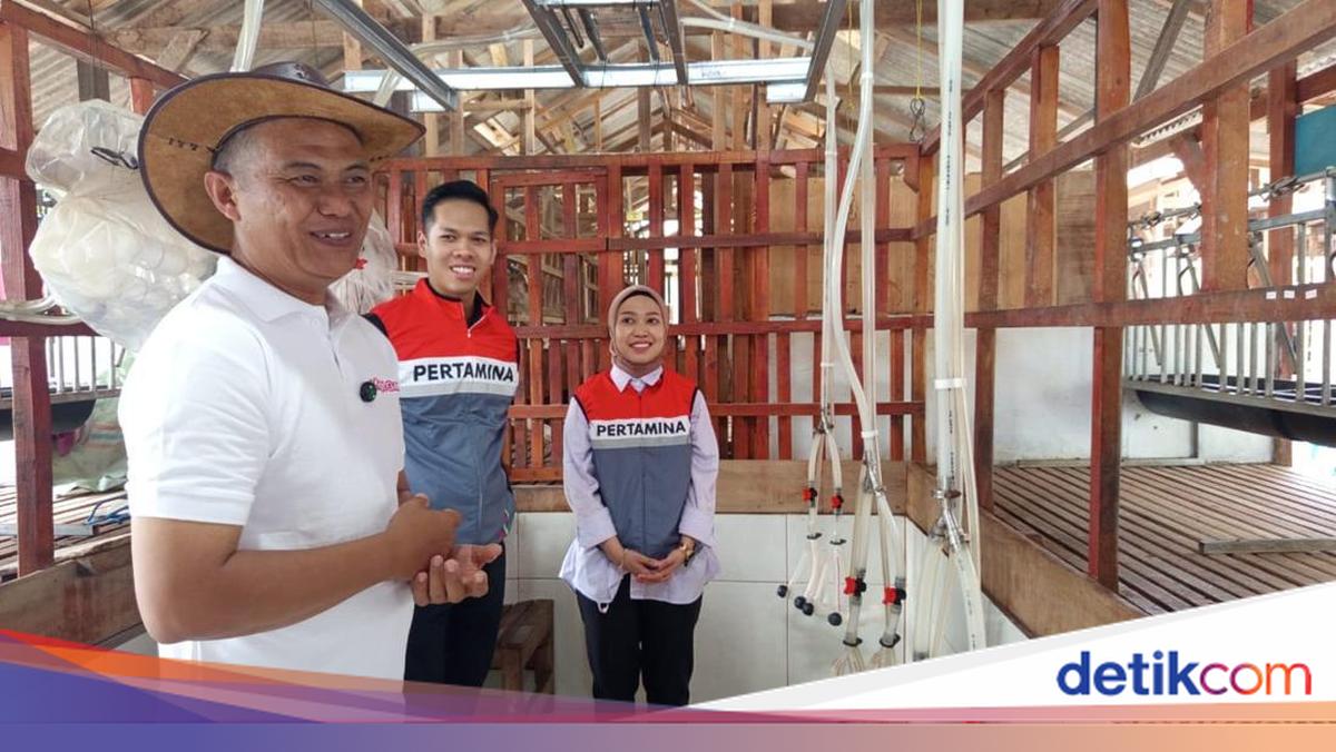 Kisah Peternak Lampung Ubah Kandang Bambu Jadi Bisnis Susu Kambing Modern
