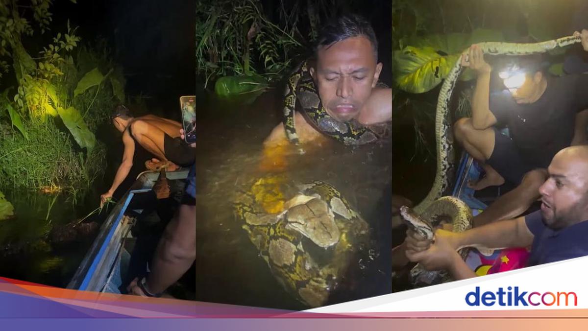 Video viral menunjukkan pemandu wisata Heru diserang piton raksasa di Kalimantan. Beruntung, ia berhasil diselamatkan tanpa cedera serius.