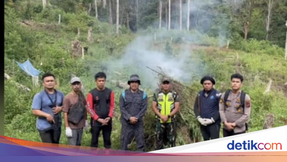 BNN Temukan 3 Hektare Ladang Ganja di Sumut, 30 Ton Ganja Dimusnahkan