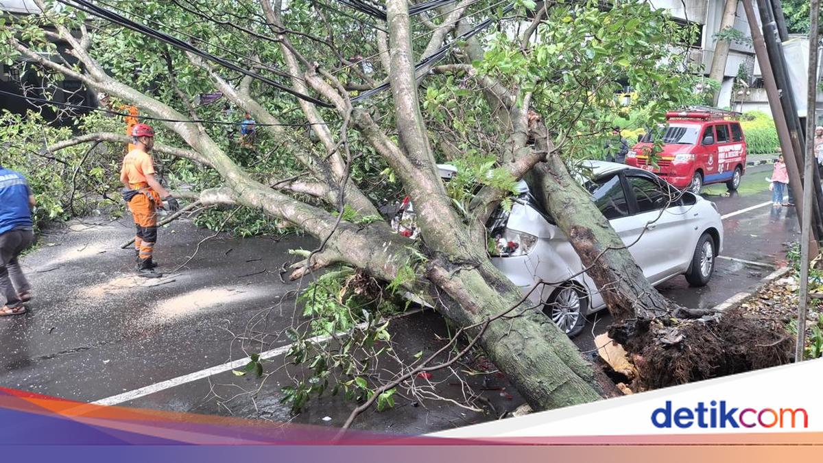Warga Cerita Detik-detik Pohon 15 Meter Tumbang Timpa Mobil di Bogor