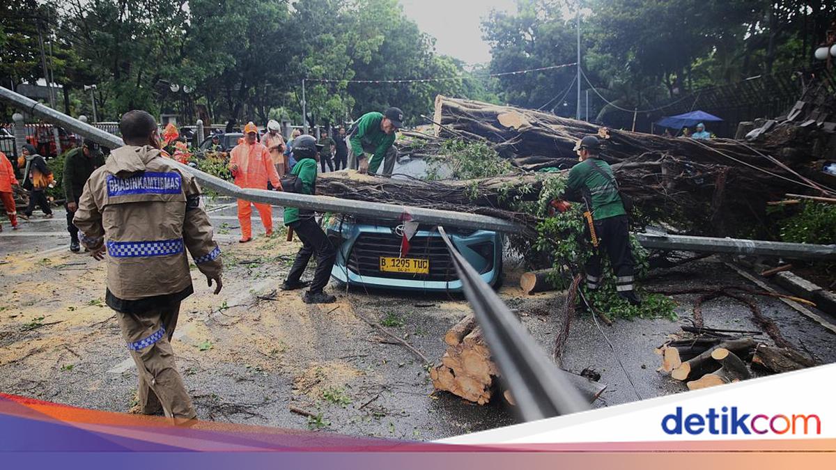 Pohon Tumbang Timpa Kendaraan, DKI Percepat Pemangkasan di 5 Wilayah