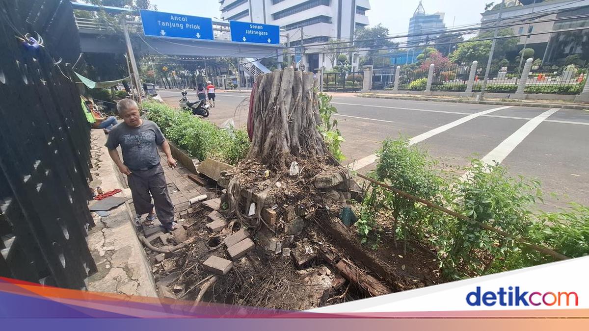 Saksi Cerita Detik-detik Pohon Tumbang di Depan Kemenkeu: Tiba-tiba Bruk!