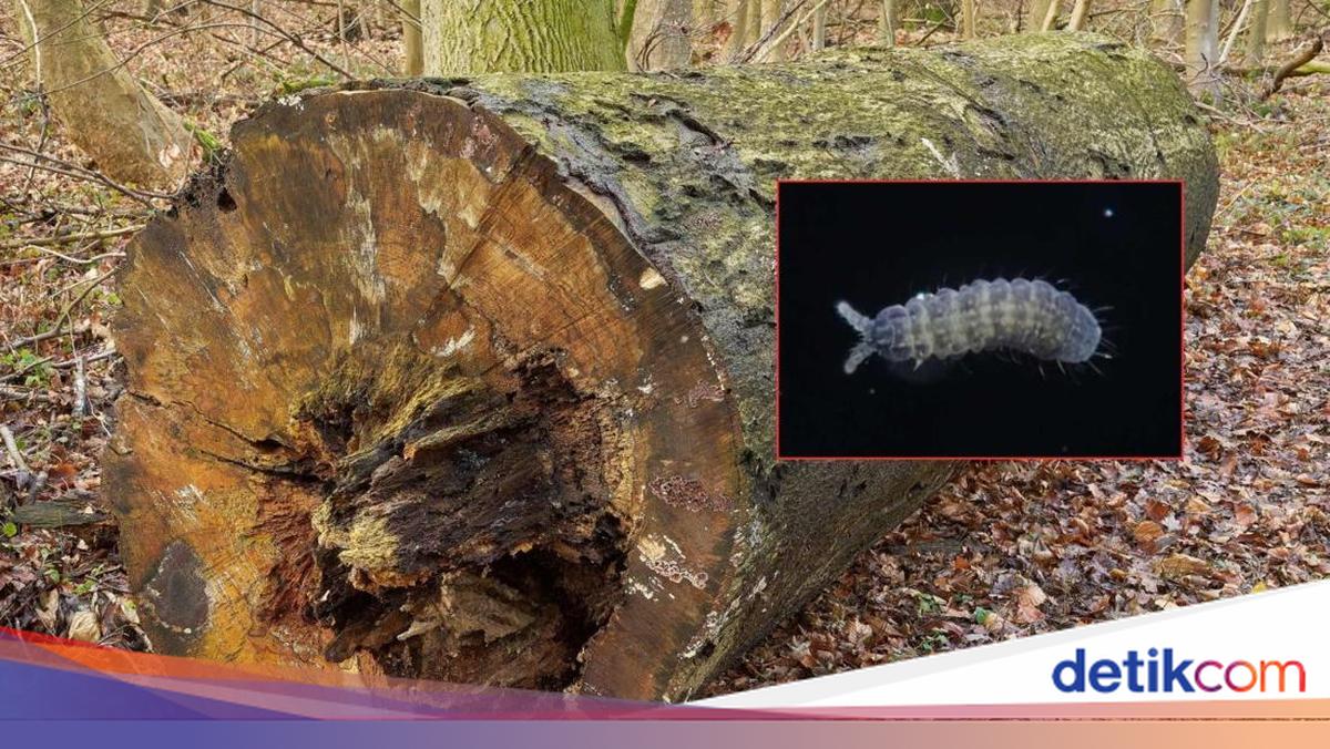 六つ目の動物が新種として日本で発見