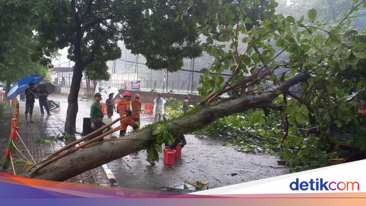 Pohon Tumbang Timpa Motor Akibat Hujan Deras-Angin Kencang di Bogor