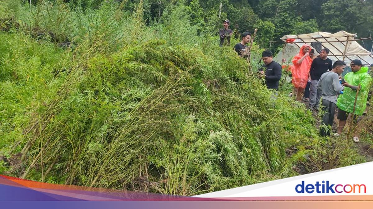 Penampakan Ladang Ganja 51,75 Hektare di Aceh yang Dibongkar Bareskrim