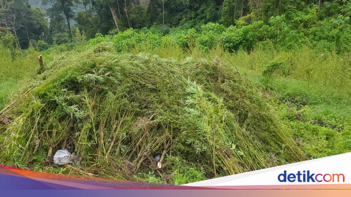Terungkap Cara Panen Ladang Ganja di Gayo Lues Aceh: Dihanyutkan Via Sungai