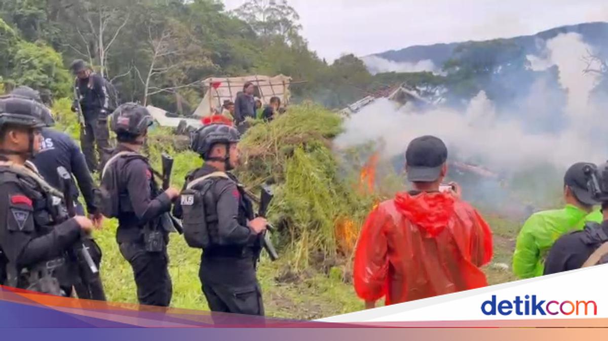 Ladang Ganja Rp 621 M di Aceh Dimusnahkan, Bareskrim Selamatkan 465 Juta Jiwa