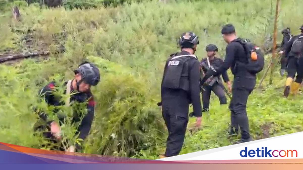 Pemilik Ladang Ganja di Gayo Lues Juga Tanam Ganja di Rumah, Ini Tujuannya