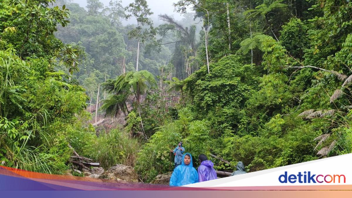 Begini Beratnya Medan Ditempuh Bareskrim demi Musnahkan Ladang Ganja di Aceh