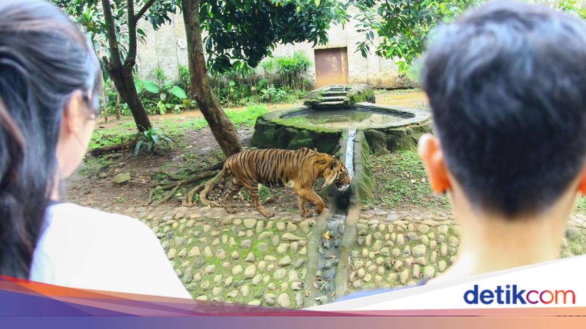 Tantangan Zookeeper di Ragunan Bonding dengan Satwa tapi Tetap Waspada