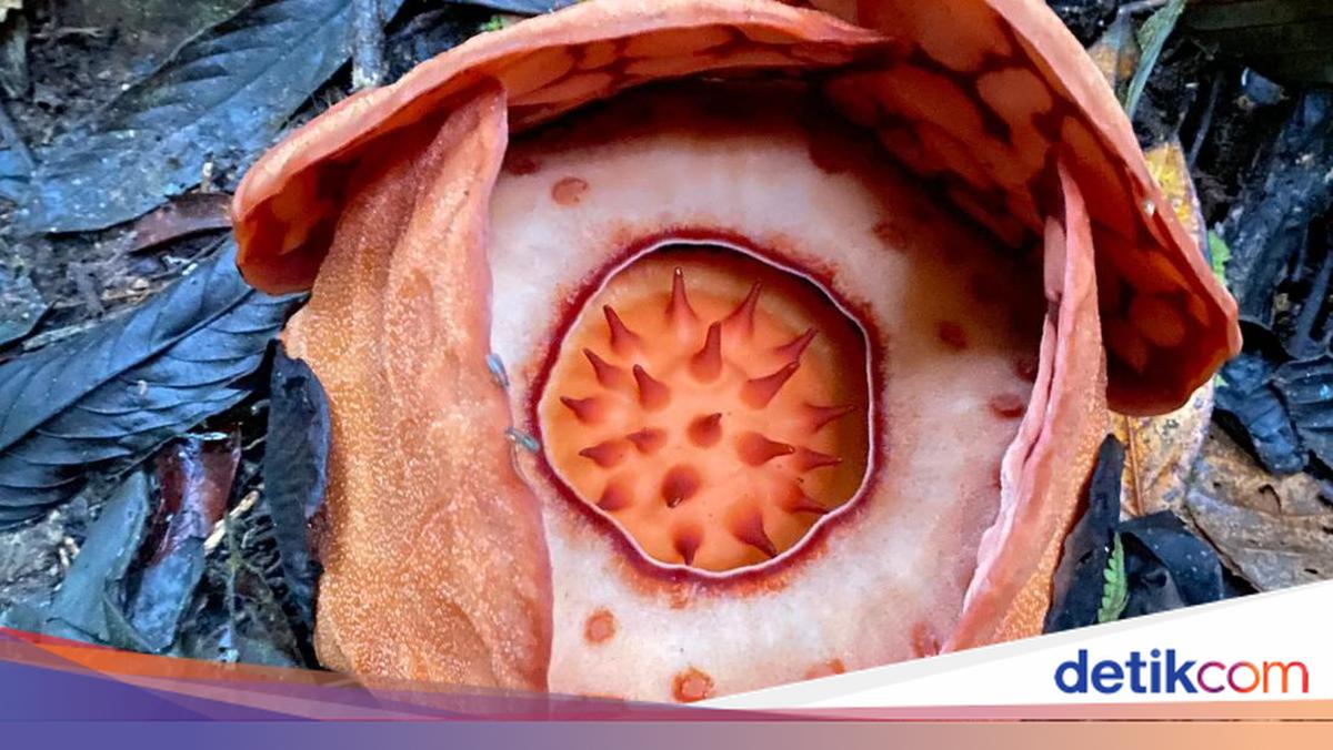 Kini Oxford University Sebut Peneliti RI dalam Temuan Rafflesia Hasseltii