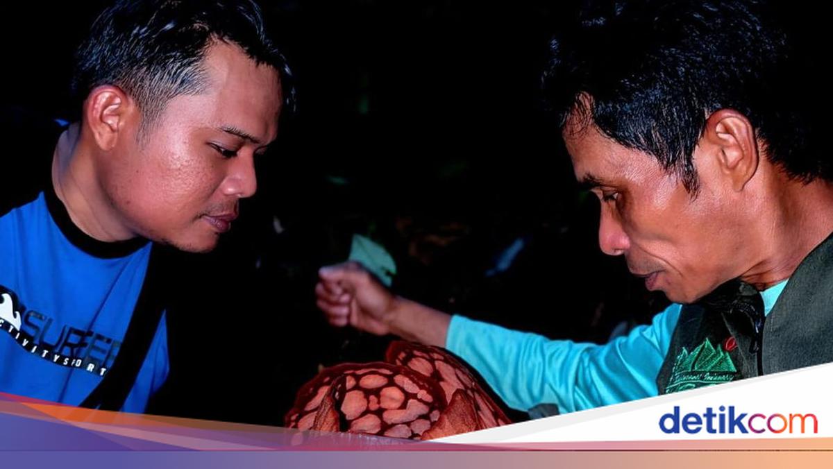BRIN Pastikan Peneliti Indonesia Penulis Utama Temuan Rafflesia Hasseltii