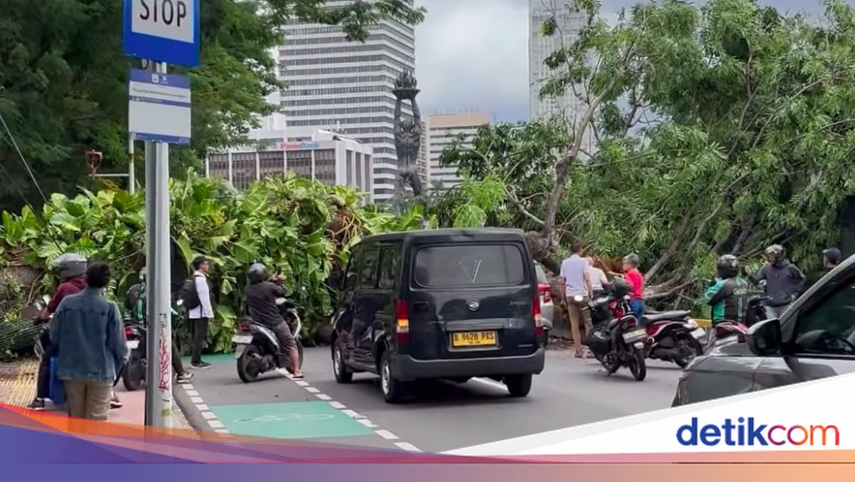 Cuaca Tidak Hujan, Ini Detik-detik Pohon Besar Tumbang Tutup Jalan di Senayan