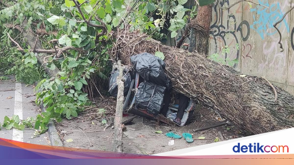 Pohon Besar Tumbang Timpa Becak di Sleman, 2 Orang Tewas