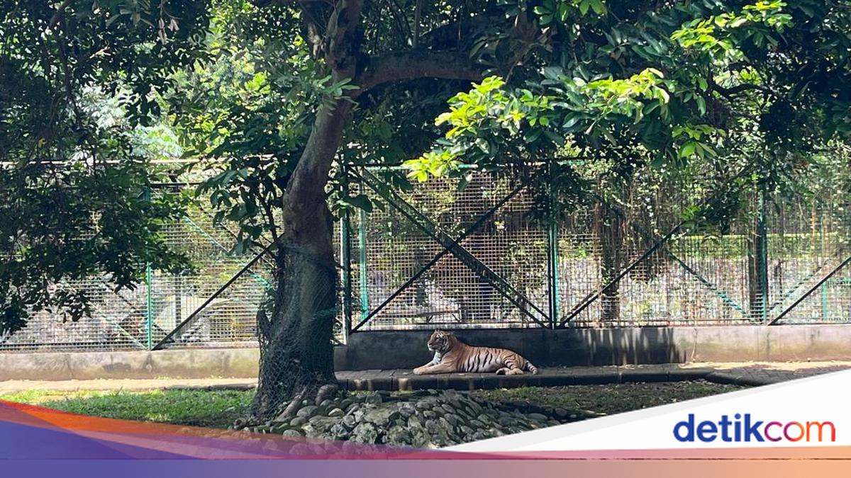 Penjelasan Ragunan soal Alasan Harimau Tampak Lemas di Siang Hari
