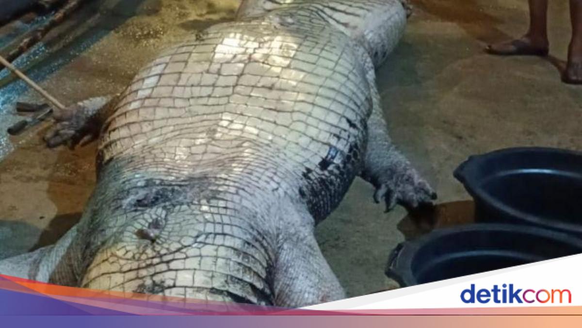 Buaya 585 Kg Mati di Riau, Isi Perutnya Ada Plastik, Pisau hingga TV