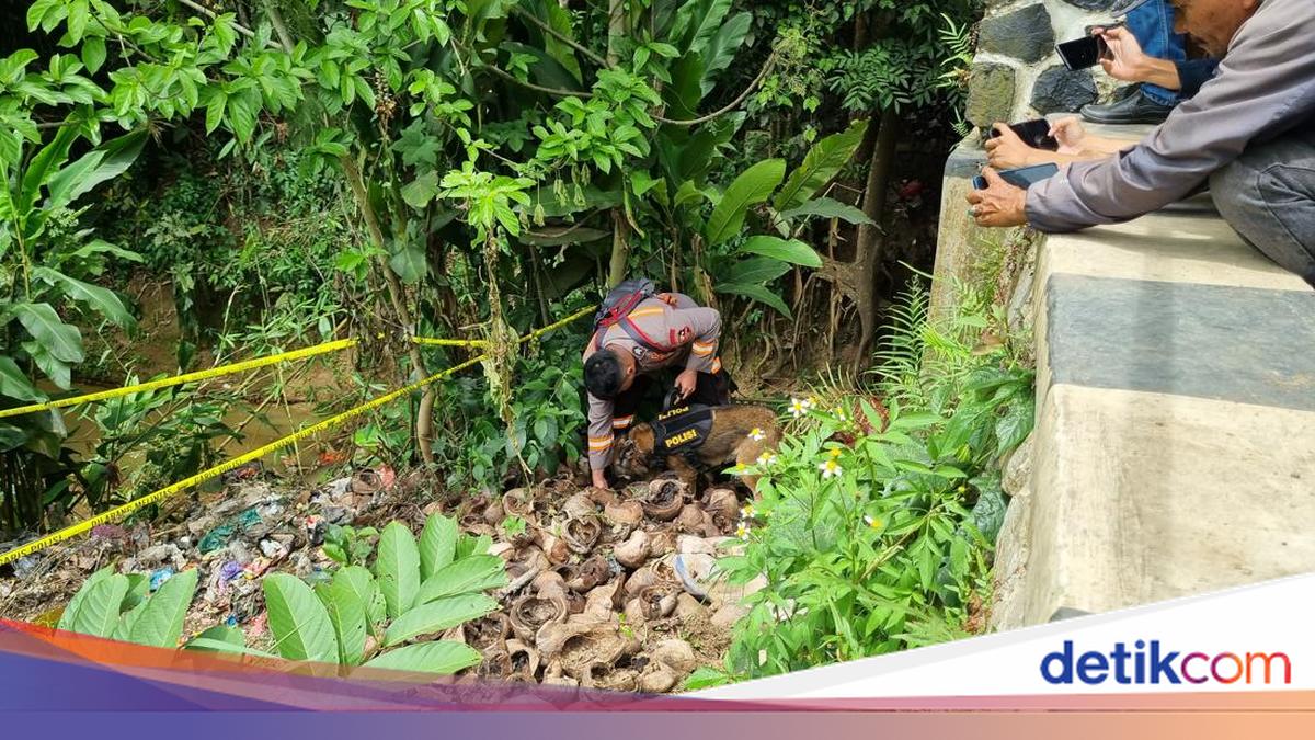 Potret Anjing Pelacak Sisir Jembatan di Tenjo Cari Kerangka Bocah Alvaro