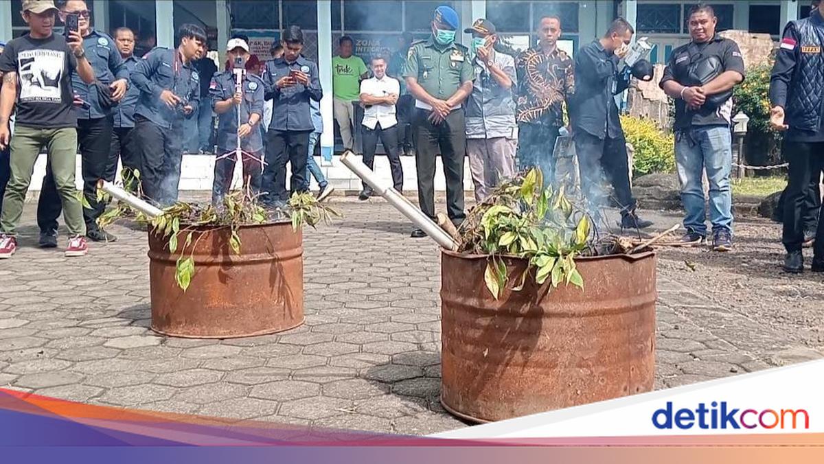 Ladang 'Teh Arab' di Gunung Gede Pangrango, Diduga buat Turis Timur Tengah