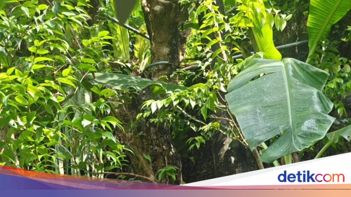 Irfan Hakim Puas Makan Nasi Bejeg hingga Pecak Gurame Saat Kulineran