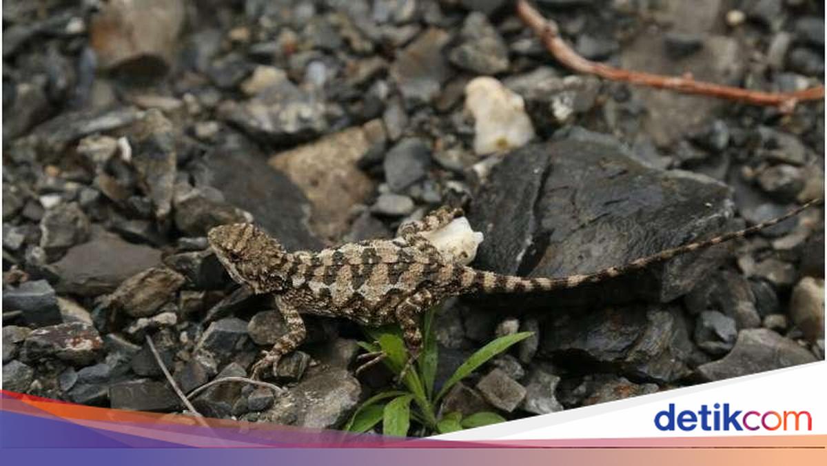 Spesies Langka Ditemukan! Ada Kadal Kecil Baru di Pegunungan Negara Ini