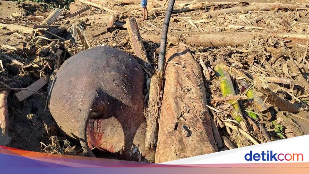 Bangkai Gajah Ditemukan Tertumpuk Kayu Usai Banjir di Pidie Jaya Aceh
