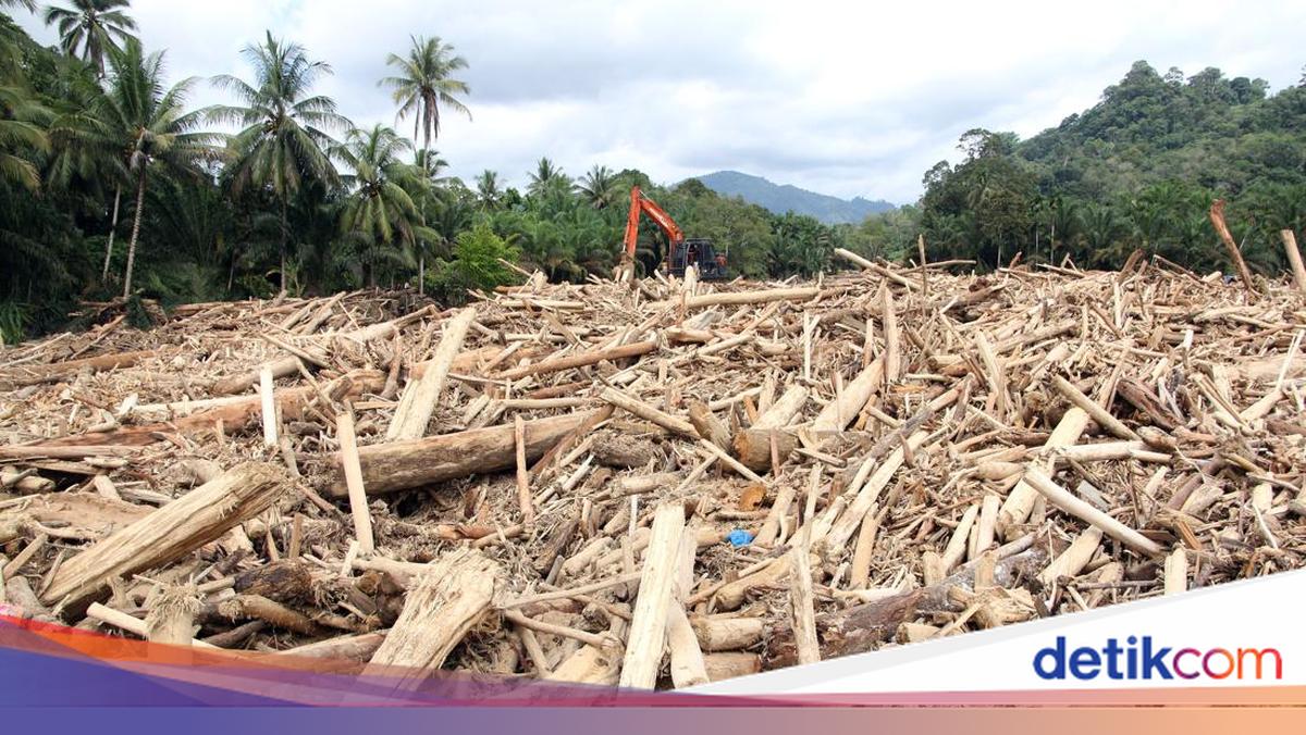 Kementerian LH Panggil 8 Perusahaan Usut Sumber Gelondongan Kayu di Sumut