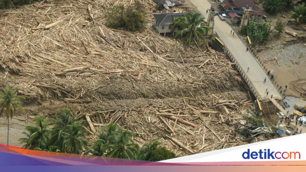 3 Pernyataan Bareskrim soal Perkara Kayu Gelondongan Naik Penyidikan