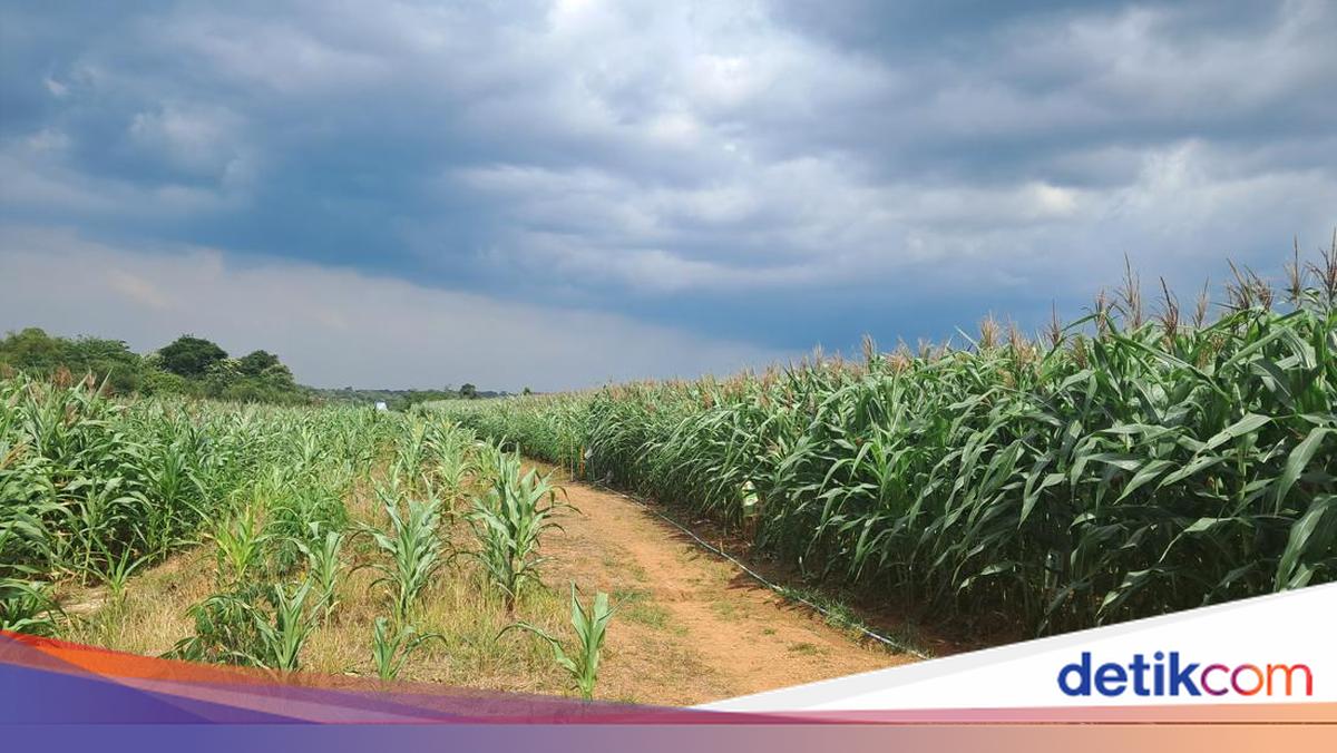 Ladang Jagung Ala Interstellar di Serang Bikin Senyum Petani Mengembang